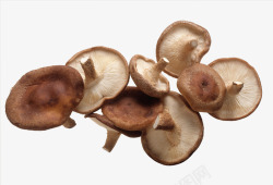 普通蘑菇特写普通蘑菇特写高清图片