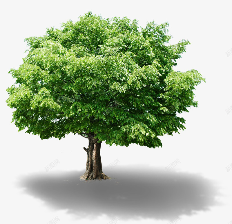 绿色夏季景观大树png免抠素材_新图网 https://ixintu.com 夏季 大树 景观 绿色