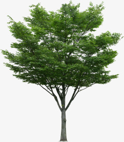 绿色大树创意合成效果摄影素材