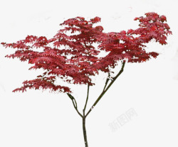 红色树叶景观大树装饰素材