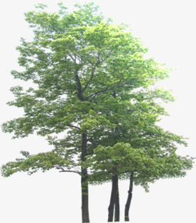 创意摄影绿色的大树png免抠素材_新图网 https://ixintu.com 创意 大树 摄影 绿色