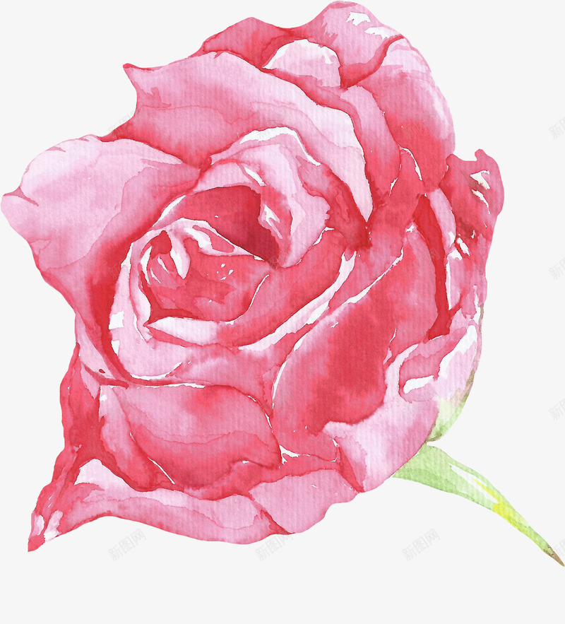 卡通手绘粉色玫瑰花png免抠素材_新图网 https://ixintu.com 创意 动漫动画 卡通 手绘 粉色花卉 美丽的花朵