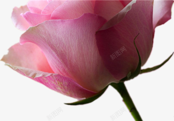 一朵粉色玫瑰png免抠素材_新图网 https://ixintu.com 一朵花 爱情之花 美丽 花朵