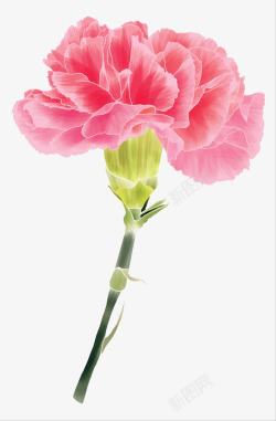 植物特写粉色康乃馨手绘插画高清图片