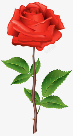 争艳争艳的红色玫瑰高清图片