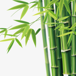 竹树翠竹绿色竹节高清图片