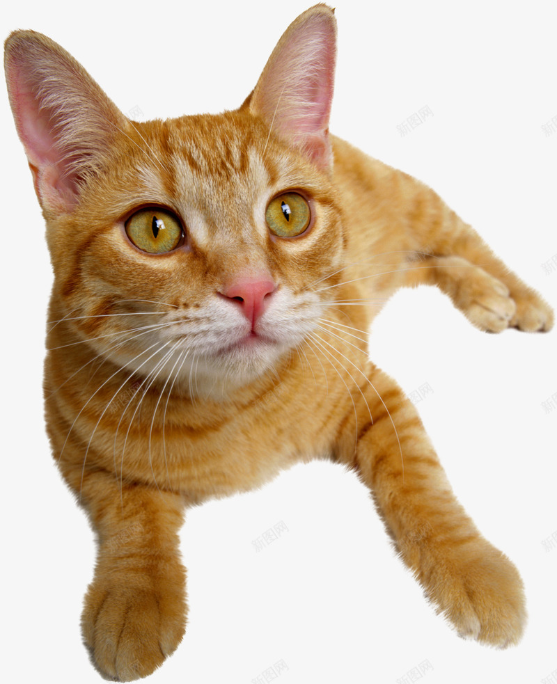卡通可爱的猫咪图png免抠素材_新图网 https://ixintu.com 免抠图 动物 小猫 抠图 插画 猫咪 装饰画