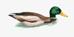 写实教程手绘手绘鸭子高清图片