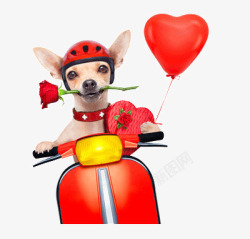 玫瑰气球小狗去过情人节高清图片