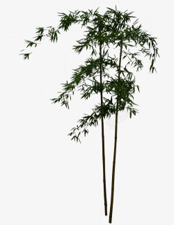 绿色竹子植物笔直素材