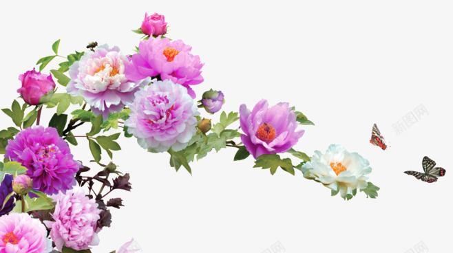 月季花绿叶png免抠素材_新图网 https://ixintu.com 情人节 白色 紫色 红色 花卉