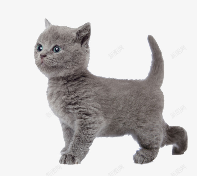 可爱灰色小猫咪png免抠素材_新图网 https://ixintu.com 小猫 灰色小猫 猫咪