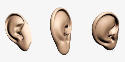 三维耳朵三维立体人耳朵高清图片