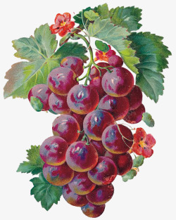 水果线描手绘葡萄高清图片
