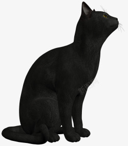 黑色手绘坐着的猫咪素材