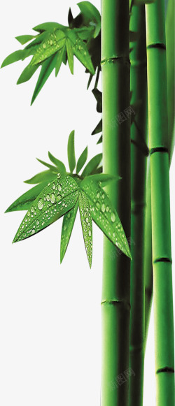 手绘绿色竹子竹叶装饰素材