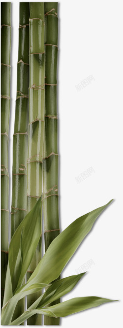 优雅的竹子素材