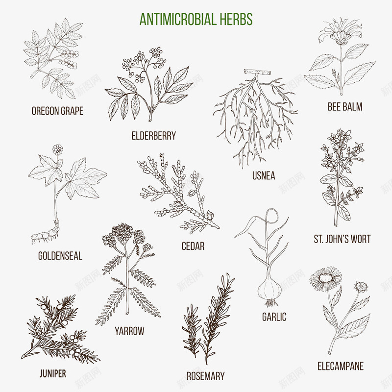 手绘各种植物调料插图png免抠素材_新图网 https://ixintu.com 咖喱 手绘 手绘迷迭香 插图 插画 植物 调料 迷迭香 香料