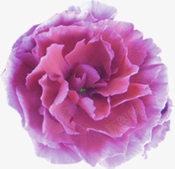 紫色节日花朵庆典装饰png免抠素材_新图网 https://ixintu.com 庆典 紫色 节日 花朵 装饰