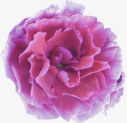 紫色节日花朵庆典装饰素材