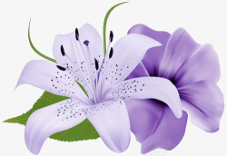 紫色香水紫色的香水百合高清图片