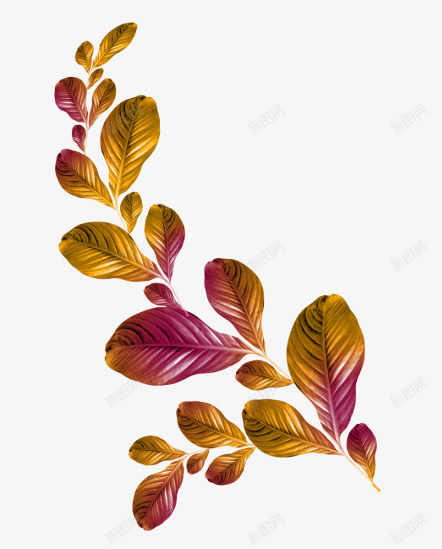 花边png免抠素材_新图网 https://ixintu.com 叶片 树叶 秋季 花卉 花边