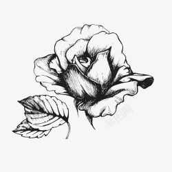 花卉边框线描复古手绘玫瑰花高清图片