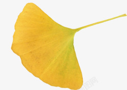 黄色秋季树叶素材