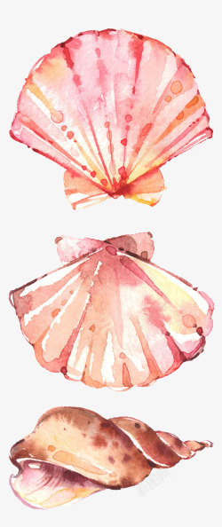 手绘花形扇贝夏日主题元素水彩贝壳扇贝高清图片
