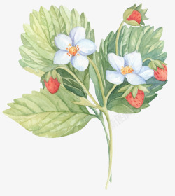 手绘草莓花草花朵果实素材