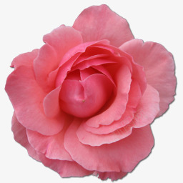 野玫瑰粉色2图标png_新图网 https://ixintu.com birthday flower love pink rose valentine wild 情人节 爱 玫瑰 生日 粉红色的 花 野生