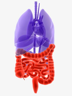人体肾脏人体内脏医学插画高清图片
