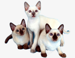 三只猫三只可爱的泰国猫高清图片