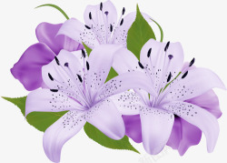 紫色香水三朵浪漫的百合花高清图片