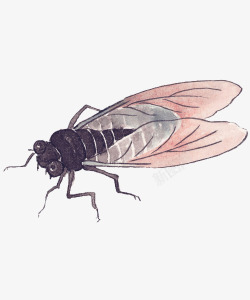 昆虫插画插画彩色蝉高清图片