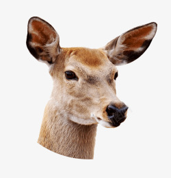 野生鹿头母鹿的鹿头高清图片