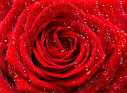 浪漫情人节红色玫瑰花素材