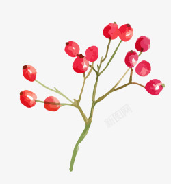 手绘水彩植物花卉小红果素材