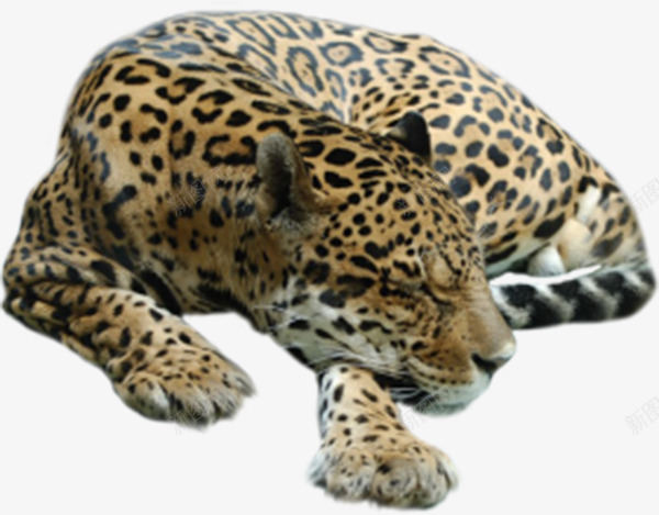 斑点猎豹png免抠素材_新图网 https://ixintu.com 凶猛动物 森林动物 猎豹头 运动动物 黑色斑点