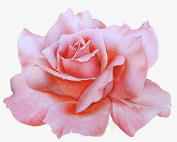 粉色手绘玫瑰花装饰素材
