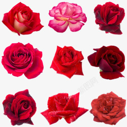 红色康乃馨摄影特写红色玫瑰花鲜花特写高清图片