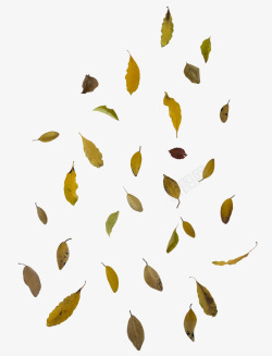 飘落秋季植物树叶素材