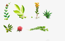 绿叶花朵植物合集素材