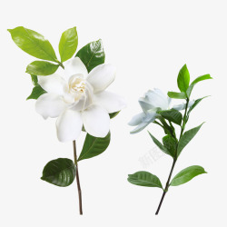 白色鲜花束茉莉花白色花朵花卉高清图片