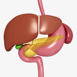器官肝脏和肠胃医学插画高清图片