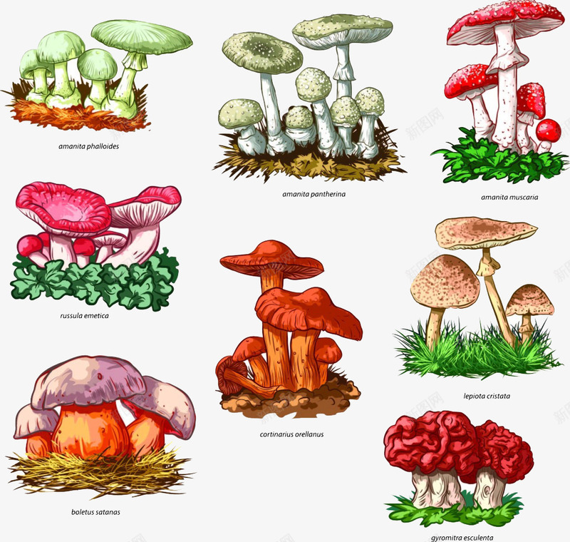 手绘彩色森林蘑菇png免抠素材_新图网 https://ixintu.com 彩色 手绘 森林 素材 蘑菇