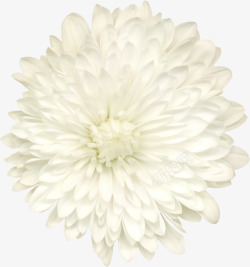 背景鲜花白色花朵素材