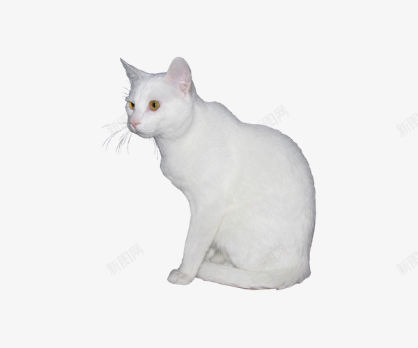 白色可爱小猫png免抠素材_新图网 https://ixintu.com 可爱 实物 小猫 猫 猫咪 白色
