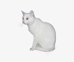 白色可爱小猫素材