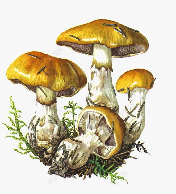 手绘森林蘑菇png免抠素材_新图网 https://ixintu.com 植物 蘑菇 装饰PNG素材 黄色